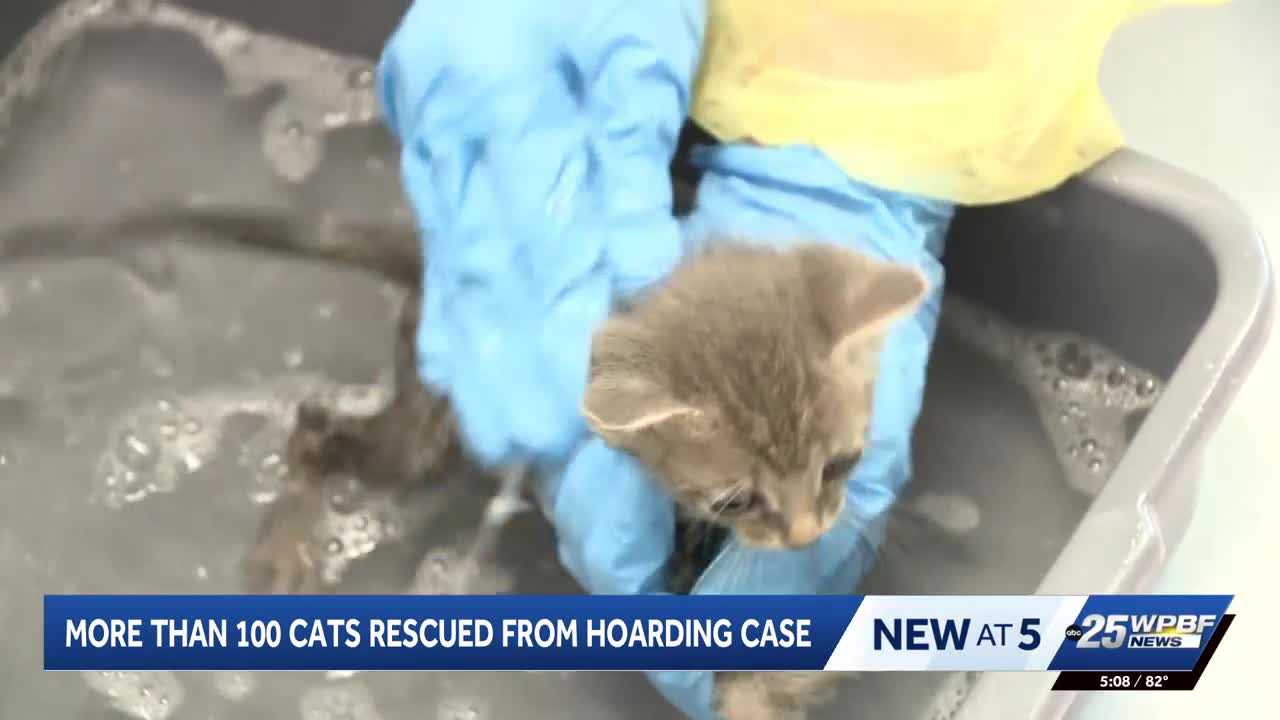 More than 100 cats rescued from hoarding situation in Port St. Lucie — WPBF West Palm Beach, São Paulo Health news